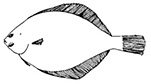 Limanda limanda_claves.jpg